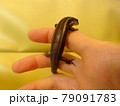 指につかまるニホントカゲ 79091783