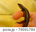 指につかまるニホントカゲ 79091784