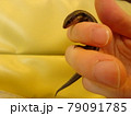 指につかまるニホントカゲ 79091785