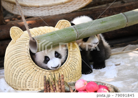 籠に入って安心の赤ちゃん灰色パンダの写真素材