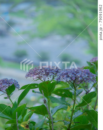 アジサイ園の紫陽花 アジサイ園の紫陽花 79091962
