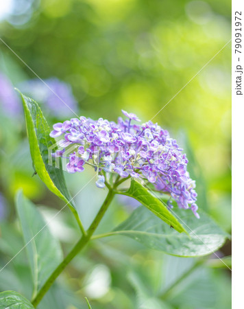 アジサイ園の紫陽花 79091972