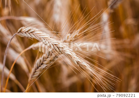 Golden Barley Ears 79092221
