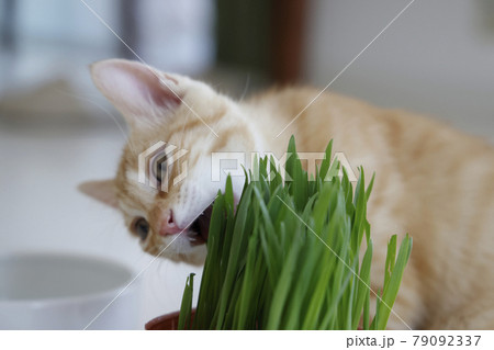 ねこちゃん親子の日常風景 79092337