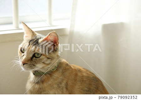 ねこちゃん親子の日常風景 ねこちゃん親子の日常風景 79092352