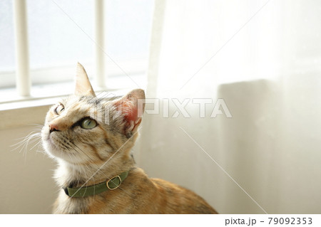 ねこちゃん親子の日常風景 ねこちゃん親子の日常風景 79092353