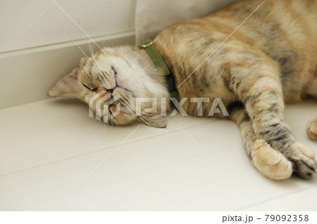 ねこちゃん親子の日常風景 ねこちゃん親子の日常風景 79092358
