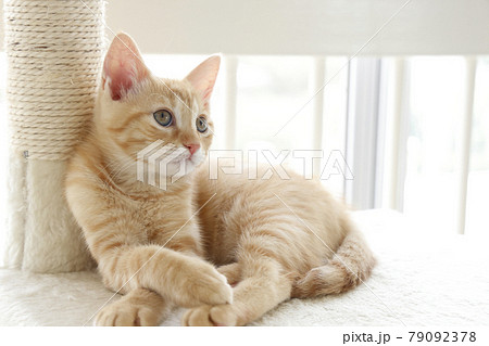 ねこちゃん親子の日常風景 ねこちゃん親子の日常風景 79092378