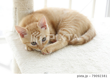 ねこちゃん親子の日常風景 ねこちゃん親子の日常風景 79092381