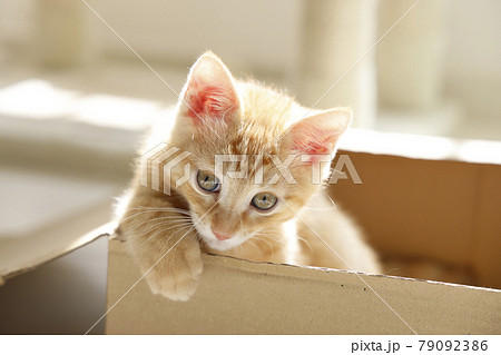 ねこちゃん親子の日常風景 ねこちゃん親子の日常風景 79092386