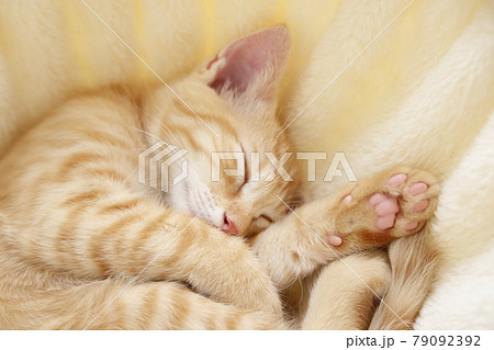 ねこちゃん親子の日常風景 ねこちゃん親子の日常風景 79092392