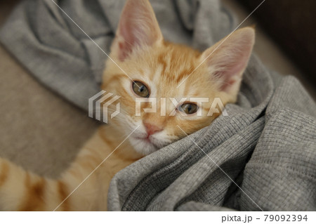 ねこちゃん親子の日常風景 ねこちゃん親子の日常風景 79092394