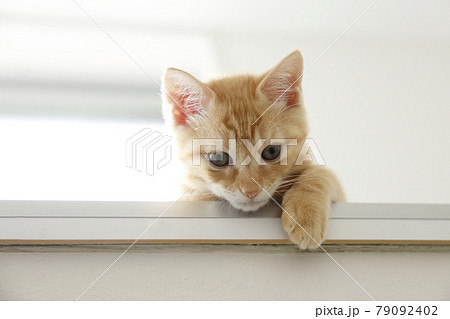 ねこちゃん親子の日常風景 79092402