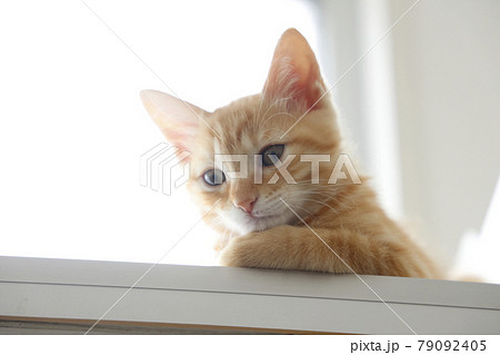 ねこちゃん親子の日常風景 79092405