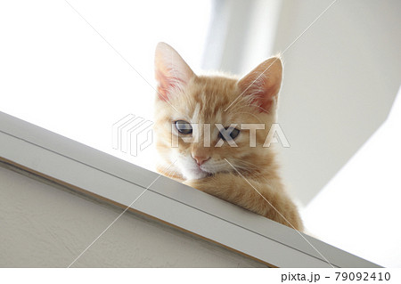 ねこちゃん親子の日常風景 79092410