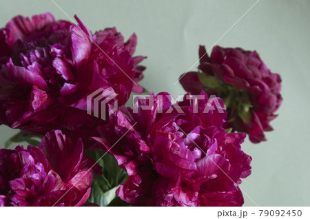 Peony flower macro shot 79092450
