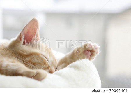 ねこちゃん親子の日常風景 ねこちゃん親子の日常風景 79092461