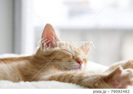 ねこちゃん親子の日常風景 ねこちゃん親子の日常風景 79092462