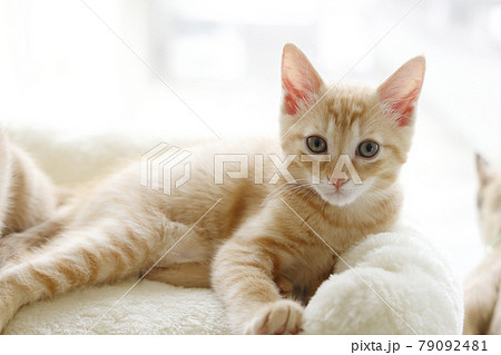 ねこちゃん親子の日常風景 ねこちゃん親子の日常風景 79092481