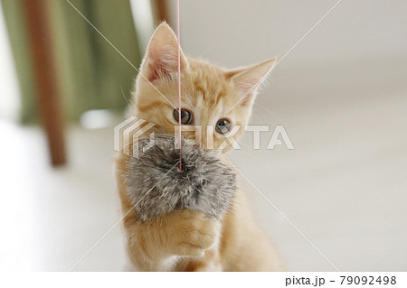 ねこちゃん親子の日常風景 79092498