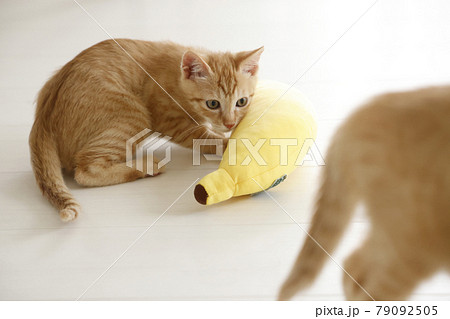 ねこちゃん親子の日常風景 79092505