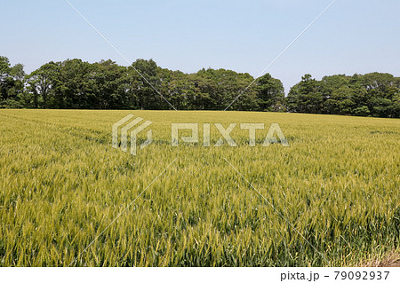 稲, 稲畑, 畑, 自然, 穀物, 植物, 屋外, 米, 大地, 耕作, 耕作地, 農業, 農家 79092937