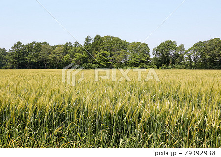 稲, 稲畑, 畑, 自然, 穀物, 植物, 屋外, 米, 大地, 耕作, 耕作地, 農業, 農家 稲, 稲畑, 畑, 自然, 穀物, 植物, 屋外, 米, 大地, 耕作, 耕作地, 農業, 農家 79092938