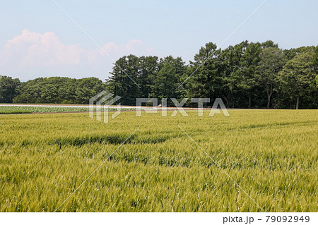稲, 稲畑, 畑, 自然, 穀物, 植物, 屋外, 米, 大地, 耕作, 耕作地, 農業, 農家 稲, 稲畑, 畑, 自然, 穀物, 植物, 屋外, 米, 大地, 耕作, 耕作地, 農業, 農家 79092949
