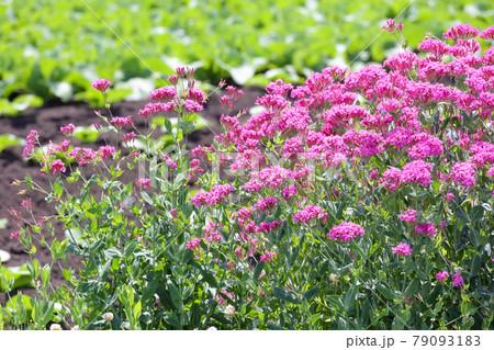花, 植物, 自然, 満開, 屋外, 春, ガーデニング, 園芸, 花びら, 花畑, 庭園, 庭 79093183
