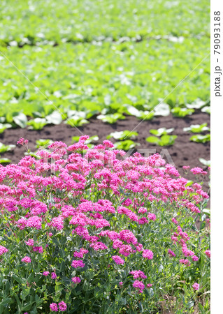 花, 植物, 自然, 満開, 屋外, 春, ガーデニング, 園芸, 花びら, 花畑, 庭園, 庭 花, 植物, 自然, 満開, 屋外, 春, ガーデニング, 園芸, 花びら, 花畑, 庭園, 庭 79093188