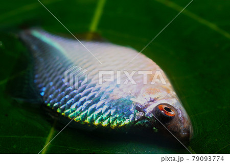 霞ヶ浦のタイリクバラタナゴ 79093774