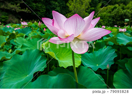 初夏に咲くピンク色の花が美しい蓮の花 初夏に咲くピンク色の花が美しい蓮の花 79093828