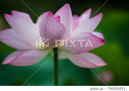 初夏に咲くピンク色の花が美しい蓮の花の写真素材