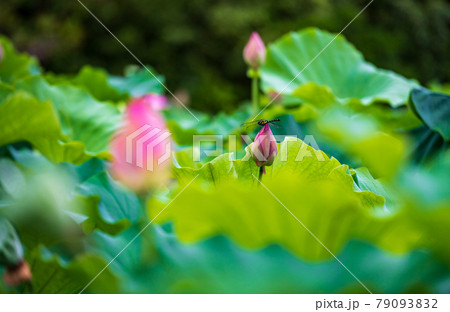 初夏に咲くピンク色の花が美しい蓮の花 初夏に咲くピンク色の花が美しい蓮の花 79093832