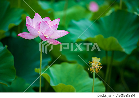 初夏に咲くピンク色の花が美しい蓮の花 初夏に咲くピンク色の花が美しい蓮の花 79093834