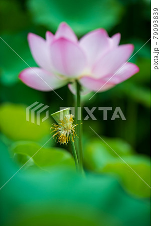 初夏に咲くピンク色の花が美しい蓮の花 初夏に咲くピンク色の花が美しい蓮の花 79093839