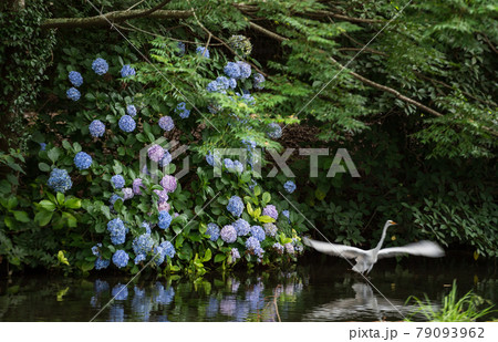 梅雨の時期に咲く花が美しい水のある八景水谷公園 79093962