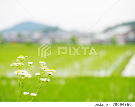 のどかな初夏の田園風景 79094360