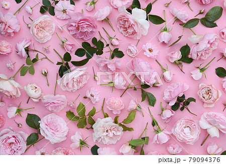 Delicate blooming festive light roses on pink background, blossoming flowers soft pastel frame, bouquet floral card 79094376