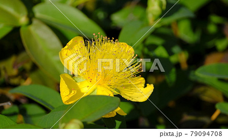 西洋金糸梅 79094708