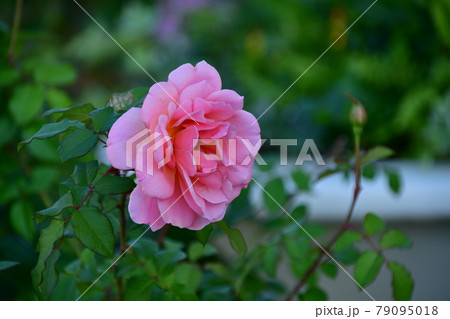 薔薇 薔薇 79095018