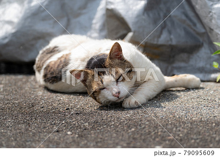 ゴローン ゴロゴロする猫 ゴローン ゴロゴロする猫 79095609