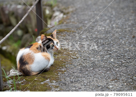 振り向く路地の猫　三毛猫 79095611