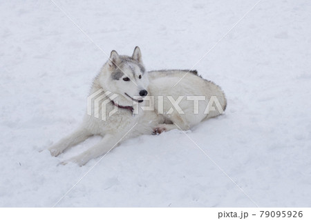 Siberian husky puppy is lying on a white snow. Siberian husky puppy is lying on a white snow. 79095926