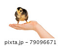 chick on a child hand 79096671