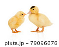 yellow chick kisses a duckling 79096676