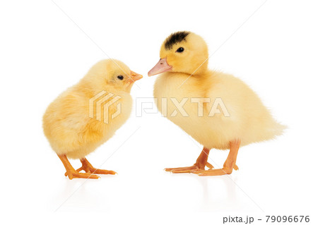 yellow chick kisses a duckling 79096676