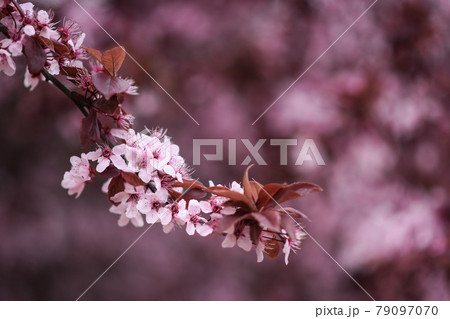 fruit tree blooming. flowers on a branch close-up. bokeh fruit tree blooming. flowers on a branch close-up. bokeh 79097070