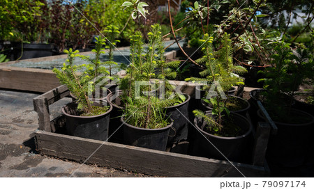 A row of pots with sprouts of coniferous trees. Agricultural store 79097174