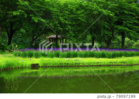 夏の錦秋湖畔 あやめ園 夏の錦秋湖畔 あやめ園 79097199